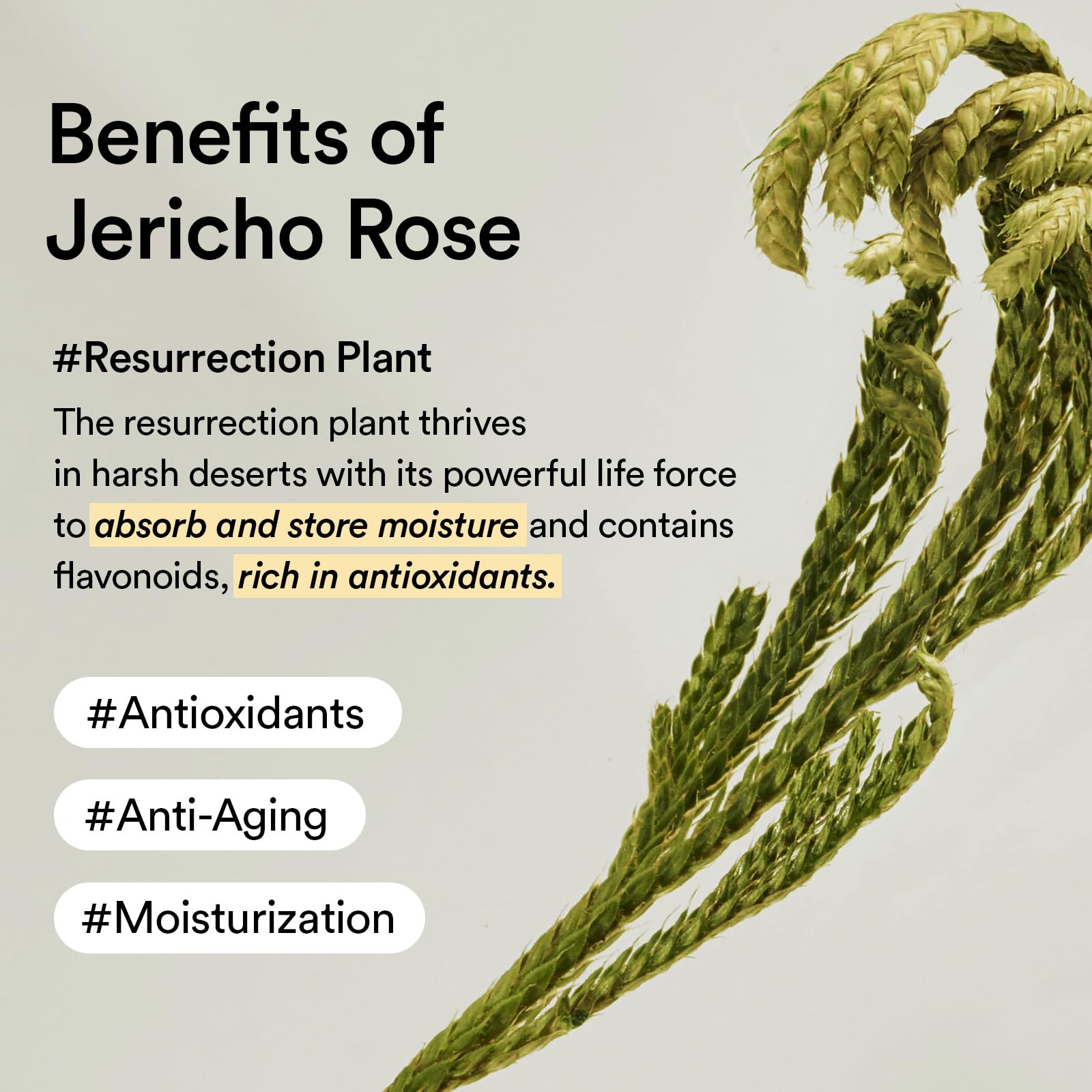 Abib Collagen Eye Cream Jericho Rose Tube for Dark Circles and Puffiness, Under Eye Fine Lines - Image 6
