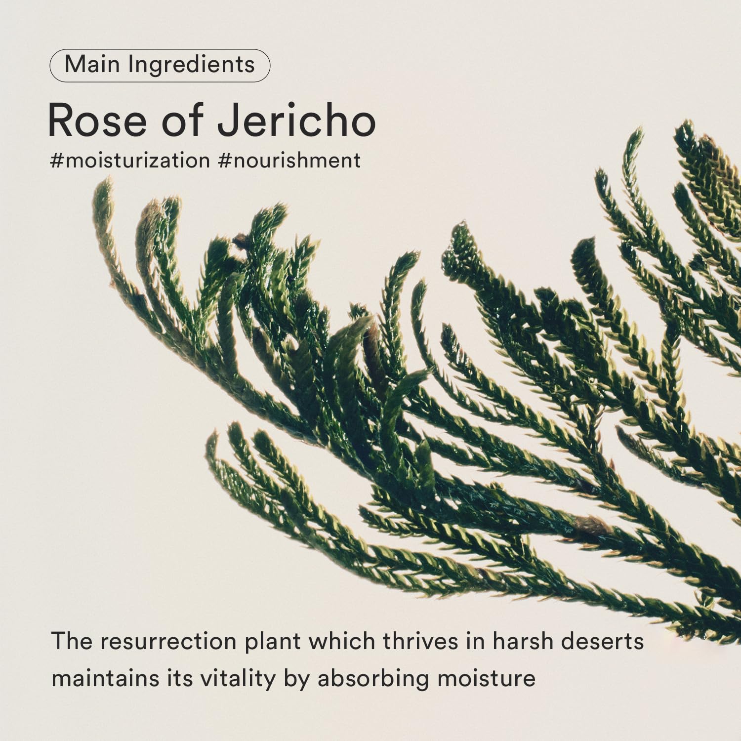 Abib Jericho Rose Bifida Serum Firming Drop 1.69 fl.oz. | Collagen, Peptide, Bakuchiol | Deep Hydration Serum for Dry Skin, Barrier Strength & Skin Bounce | Korean Skincare - Image 3